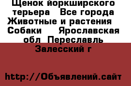 Щенок йоркширского терьера - Все города Животные и растения » Собаки   . Ярославская обл.,Переславль-Залесский г.